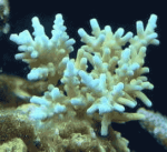 Coral Growth Pattern